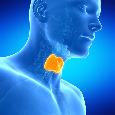 Diet in Thyroid Diet in Thyroid